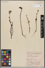 Foto von Salix aurita L.